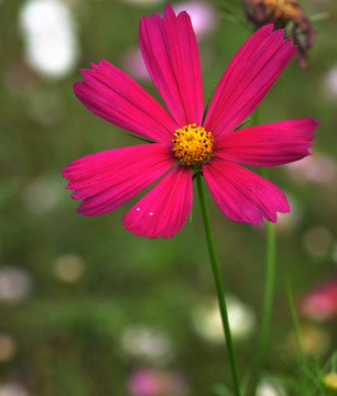 格桑花