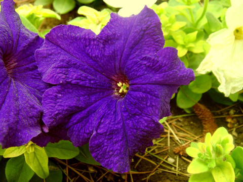 紫花