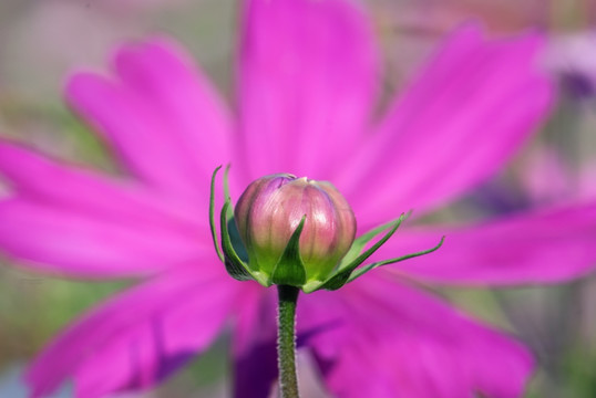 格桑花