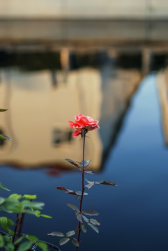 一支月季花