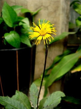 小黄花