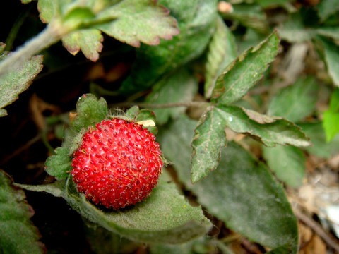 龙牙草 野草莓