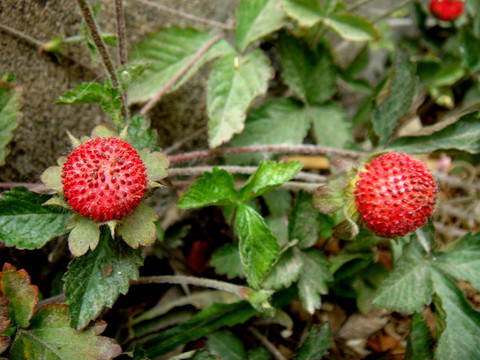 龙牙草 野草莓
