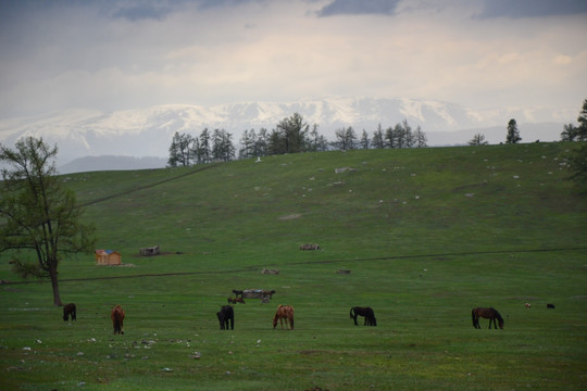 新疆牧场