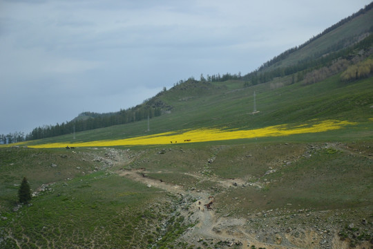 高山牧场