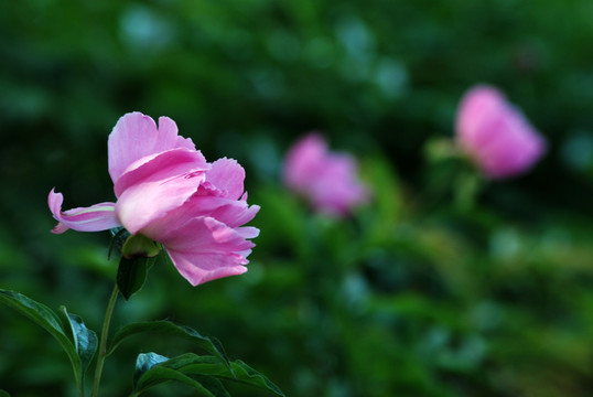 牡丹花