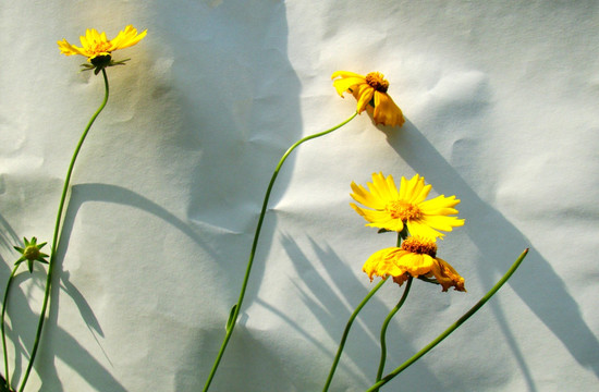 金鸡菊