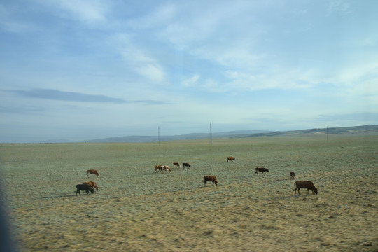 戈壁牧场上的牛群