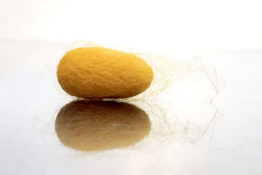 蚕丝蚕茧