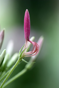 花蕾特写