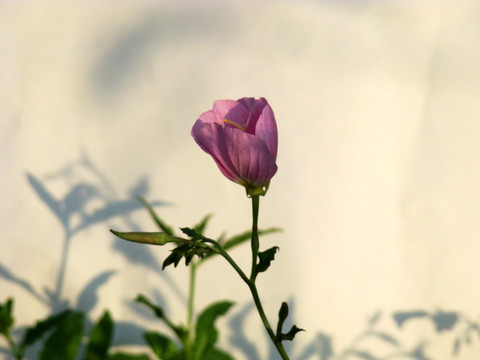 花草