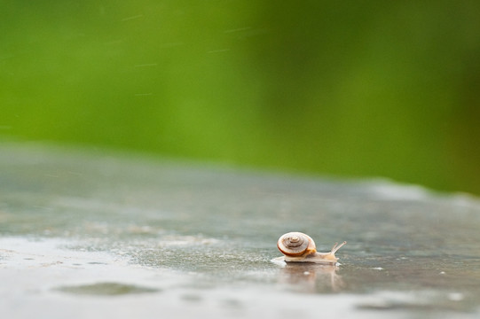 雨中的小蜗牛