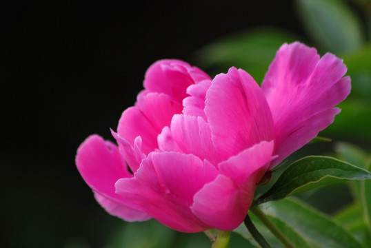 牡丹花