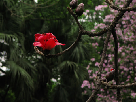 英雄花开