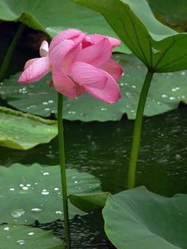 荷花