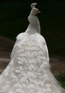 白孔雀