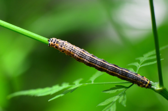 昆虫幼虫