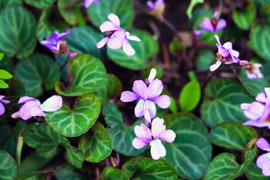 野生花卉 紫花地丁