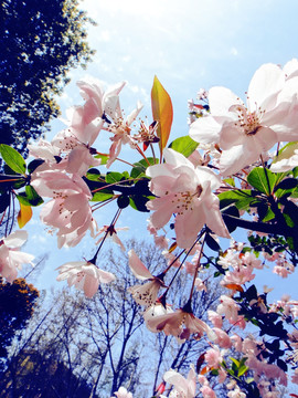 樱花