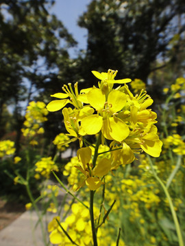 油菜花