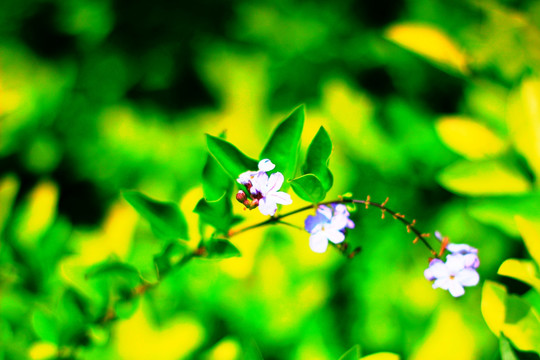 紫花