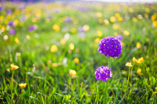 草原紫花