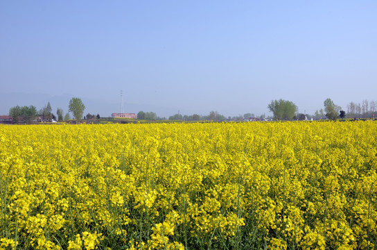 油菜花海