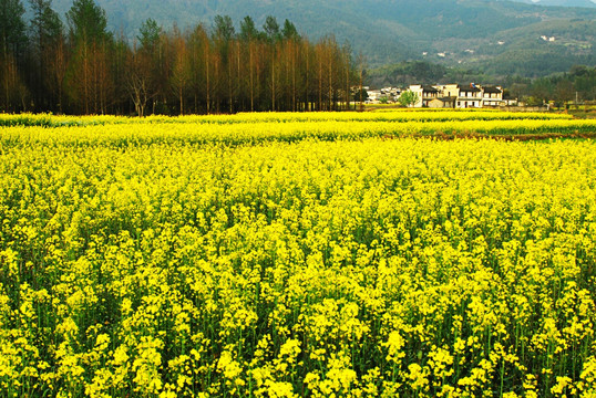 安徽 宏村 油菜花