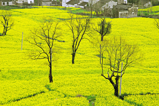 安徽 宏村 油菜花