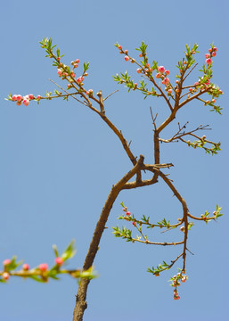 桃花