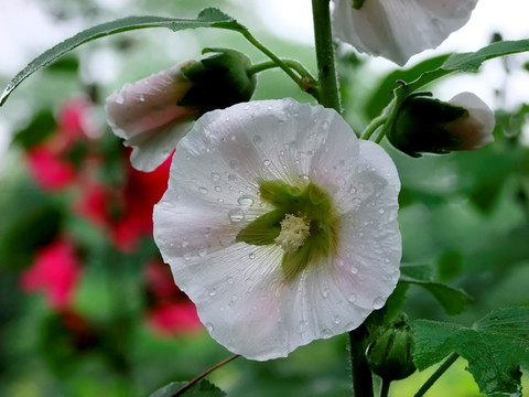 木槿花