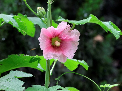 木槿花