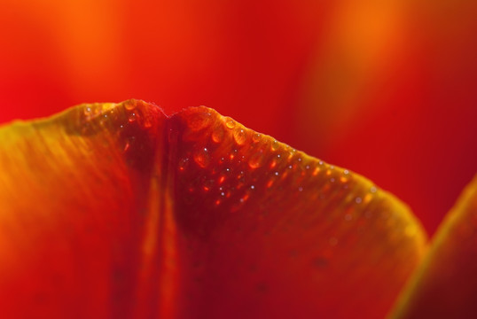 红色郁金香花瓣水滴