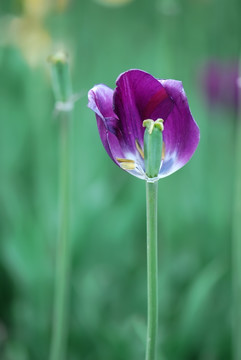 一朵紫色郁金香