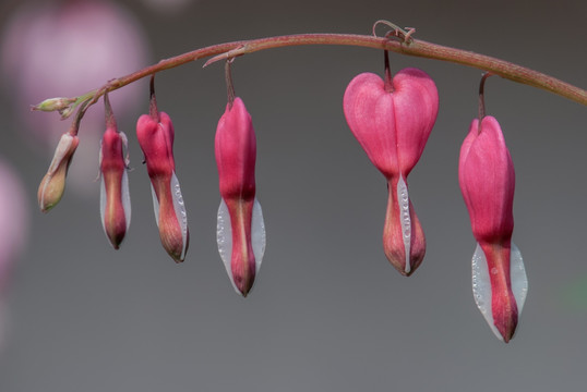 蒲包花