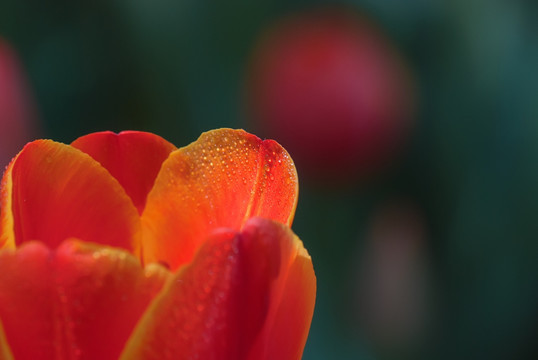 红色郁金香花瓣