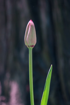 红色郁金香花苞