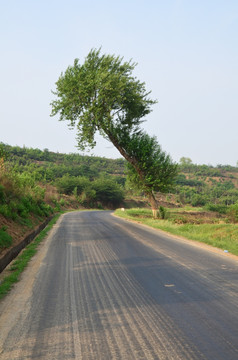 路与树