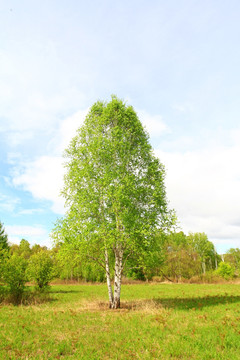一棵白桦树