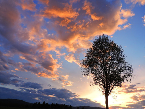 夕阳孤树