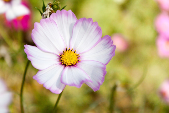 桑格花格桑花金露梅