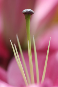 百合花蕊