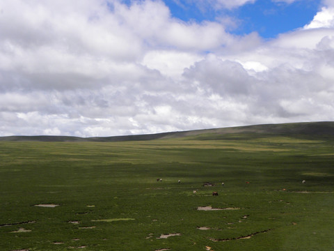 西藏羌塘草原