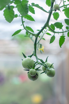 生长中的青西红柿