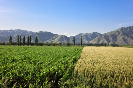 田野