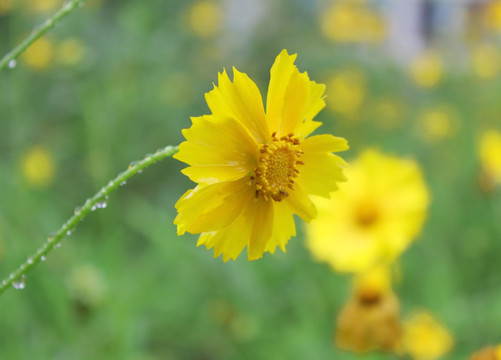 金鸡菊