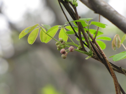 紫藤新蕾