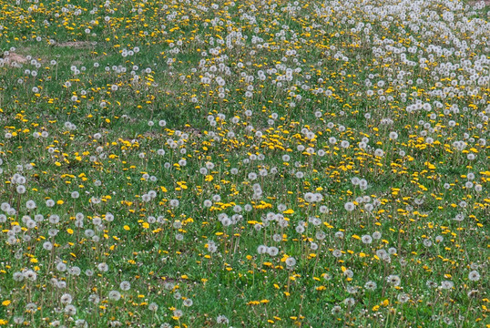 草地上的野花