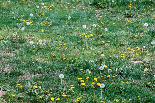 草地上的野花
