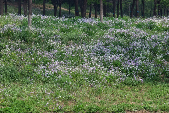 紫红色小花